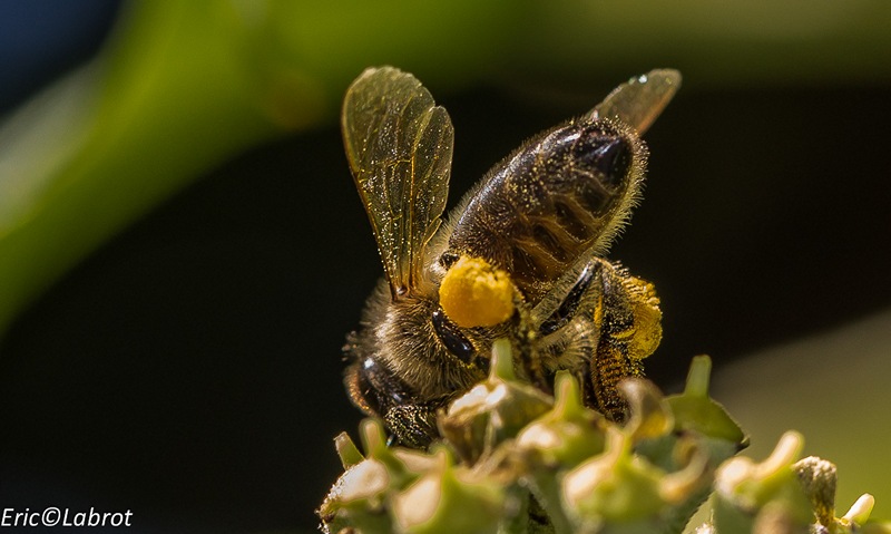 Abeille et pollen