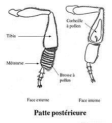 Brosse et corbeille de l'abeille ouvrière sur sa 3ème paire de pattes