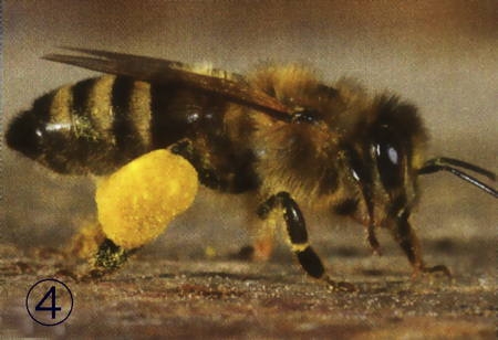 Pelotte de pollen portée par une abeille ouvrière