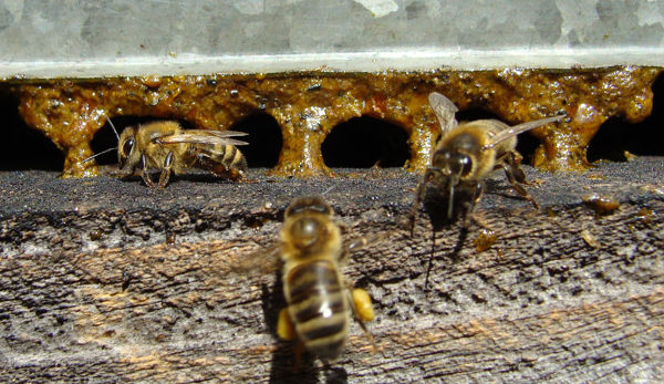 Arches de propolis à l'entrée de la ruche